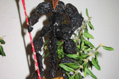 60.-Cert-ze-suseneho-ovoce.
